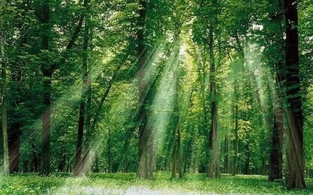 sunlight through the forest